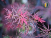 Acer palmatum 'Beni Otake' 